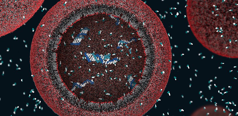 Stochastic Protocell Simulator